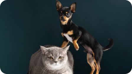 cat-and-dog-advantages